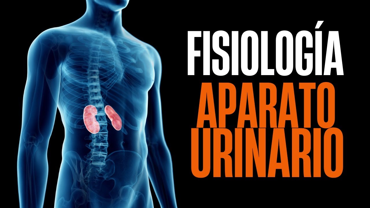 Aparato urinario. Fisiología