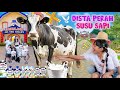 PENGALAMAN PERTAMA DISTA PERAH SUSU SAPI DI CIMORY DAIRYLAND OH TERNYATA BEGINI RASANYA Trend