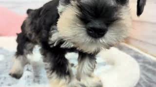 ミニチュアシュナウザーの動画01