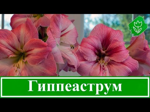 Цветок гиппеаструм (hippeastrum): выращивание в домашних условиях