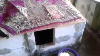 Satılık Yavru Kopekler,yavru kopek satışı    www.minikkopekler.com.mp4