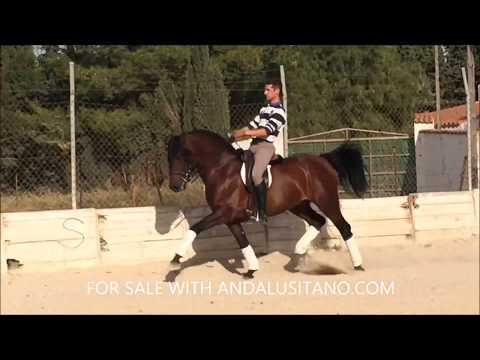 BOMBPROOF super safe PRE stallion with a lot of schooling