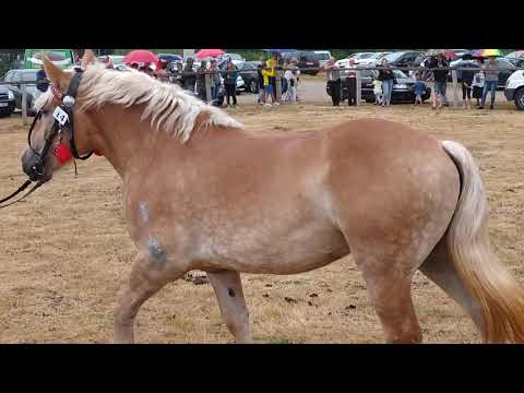 12. Regionalna Wystawa Koni Hodowlanych w Drohiczynie, cz. II