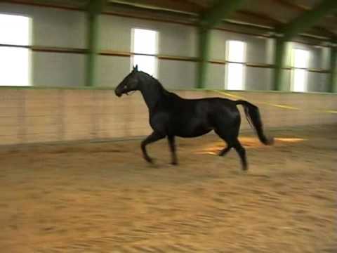 Zuchtstute von Rohdiamant