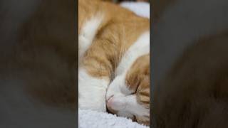 【音楽なし3分動画🎥】猫さんの癒し。 #猫 #可愛い #猫のいる暮らし
