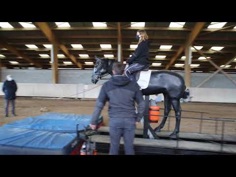 Equichute : savoir tomber de cheval