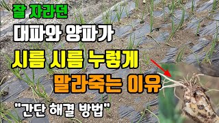 대파와 양파가 노랗게 마르고 죽어간다면 이것 피해 대파 추비 주면서 간단히 해결 대파양파 추비웃거름 시기
