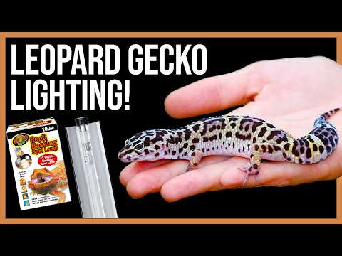 Leopard Gecko Lighting Guide!