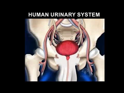 Human Urinary System animation video 3d | Formation of urine