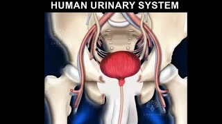 Human Urinary System