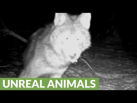 Large wild wolf captured on security footage
