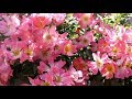 ERNESTO CORTAZAR - Autumn Rose   