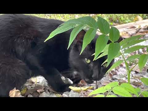 Feral cat eats a mouse