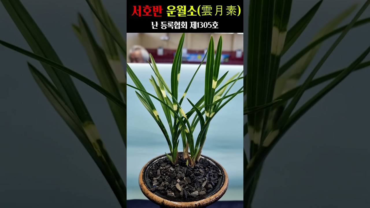 쇼츠 썸네일