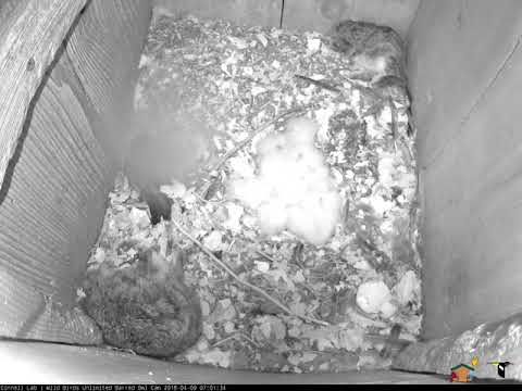 Third Owlet Makes First Appearance on Cam! April 9, 2018 | Wild Birds Unlimited Barred Owl Cam