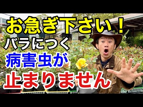 【目からウロコ】バラの病害虫をいち早く止める方法教えます　26分～　【カーメン君】