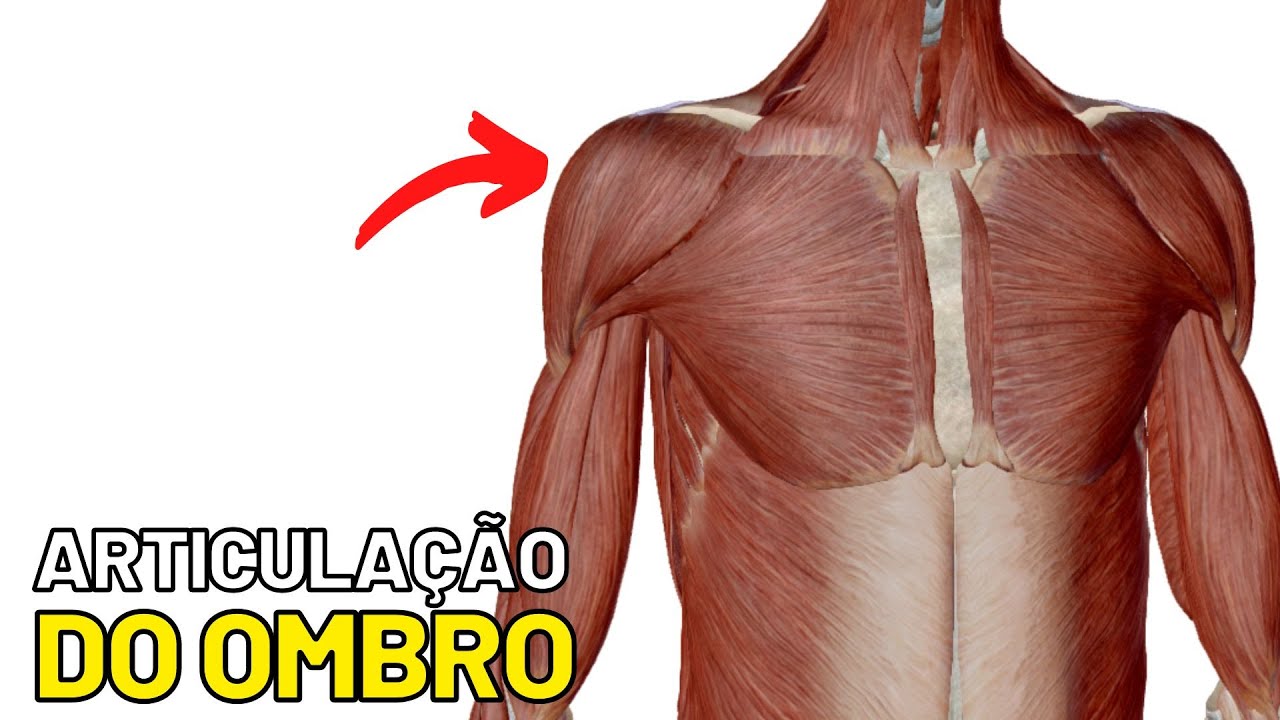 Anatomia da articulação do ombro (Articulação glenoumeral)! Ligamentos, movimentos, face articular