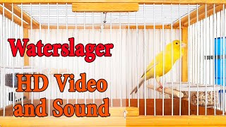 Download lagu Master Malinois Waterslager canary singing | Canary’s most powerful song - کناري وتر سلاجر mp3