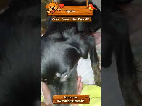 Vídeo de Pipoca