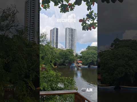 Jaqueira no Recife, Pernambuco.🎥 Ademar Nascimento #recife #pernambuco