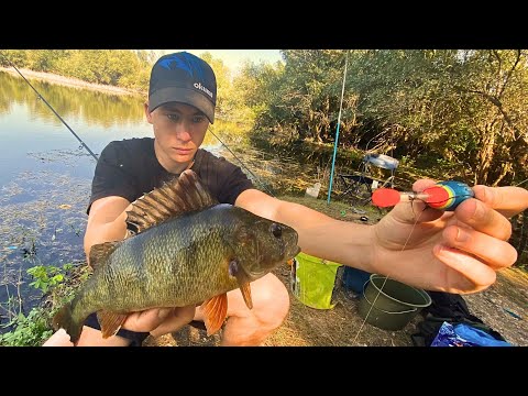 Pecanje štuke, bandara i basa na žive kedere. Jezero puno ribe !