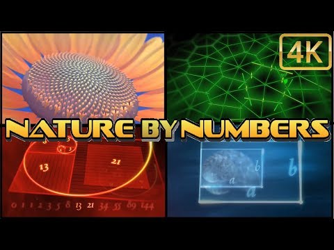 ⁴ᴷ NATURE BY NUMBERS ⁴ᴷ