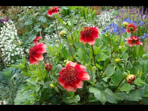 download lagu mp3 mp4 Dahlia Plant Care In Pots, download lagu Dahlia Plant Care In Pots gratis, unduh video klip Dahlia Plant Care In Pots
