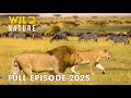 Wild Animals THE LAST EDEN Predators Of Kafue Wild Nature
