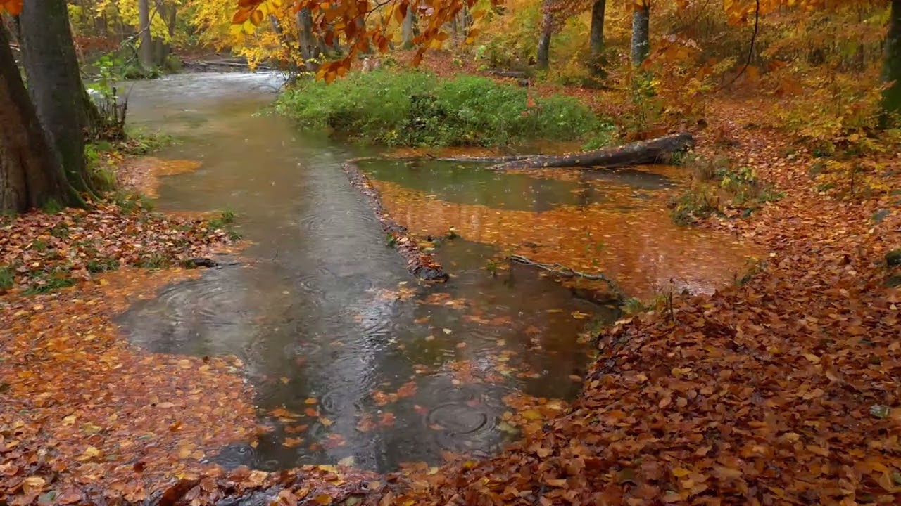 Fall into relaxation with the soothing sounds of autumn rain Relieve Your Senses