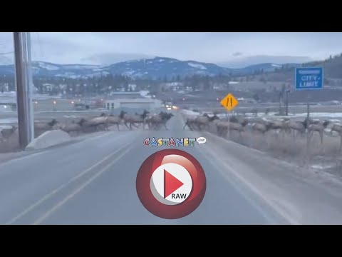 Elk herd crosses road