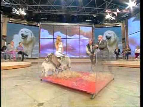 La capretta tibetana