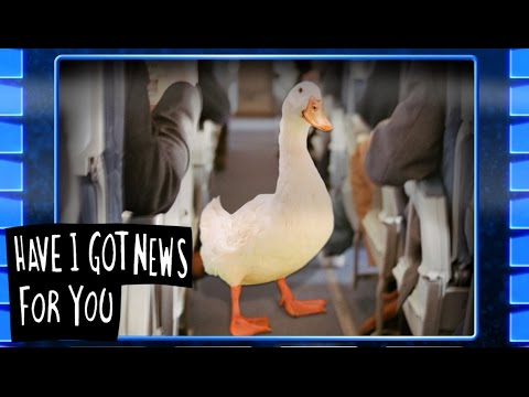 Emotional Support Duck - Have I Got News For You