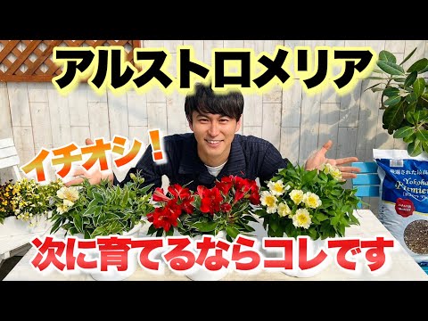 クライミングスタージャスミン：維持方法は？綺麗に開花させるコツ！  庭園