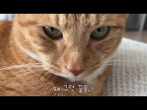 고양이가 죽는 꿈