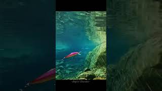 Download lagu Perbedaan minnow floating, suspending, dan sinking #mancing #pemancingpemula #fishing mp3