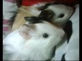 My Guinea Pigs Baby Rock