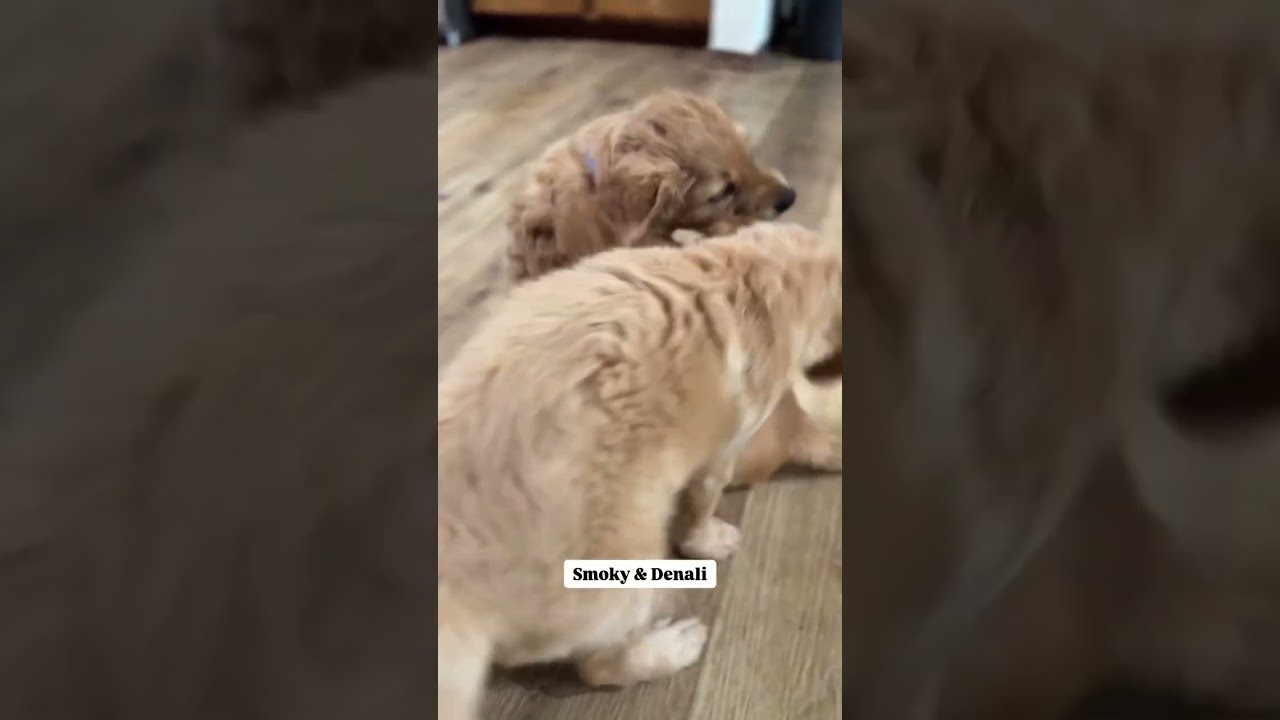 These two siblings can’t keep their paws off each other