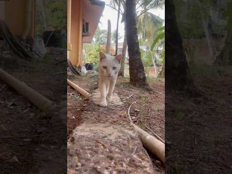 La la laa la laa😻#cat#catlover #funny #song #malayalam #love #vandhanam #shorts #ytshort