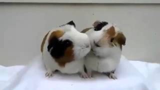 Guinea Pigs sharing same blade of grass