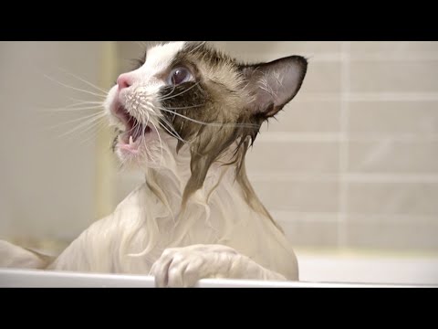 목욕하다 극대노하는 고양이