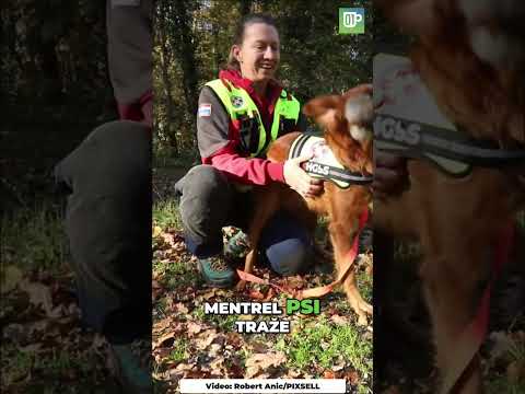 Upoznajte Mateu i Runu: HGSS-ov K9 tim koji spašava unesrećene