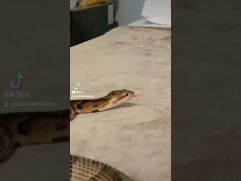 Cotton Brain - Snake