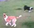 Indy Chasing Mango