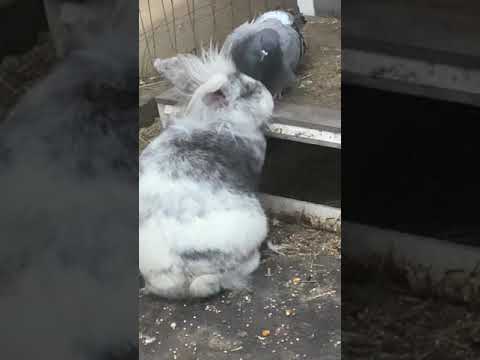 Coniglio Nano Ariete Si Fa Coccolare dal Piccione Amico ❤️