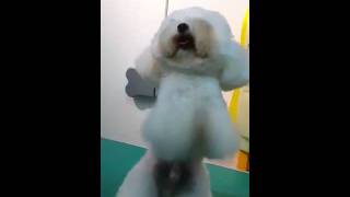 Teacup poodle @ Fat Fat Grooming House