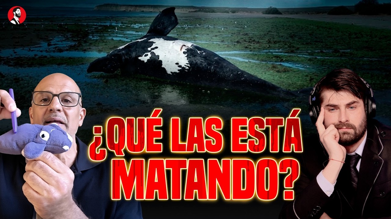 ¡ALERTA EN CHUBUT! ¿Por qué están muriendo tantas ballenas?