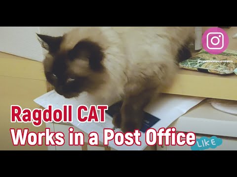 Ragdoll Cat (Queen) works in a Post Office 😹 🤣