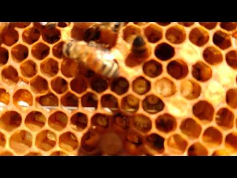 What disease do my bees have? Sacbrood, chalk brood, EFB, or is it something else?