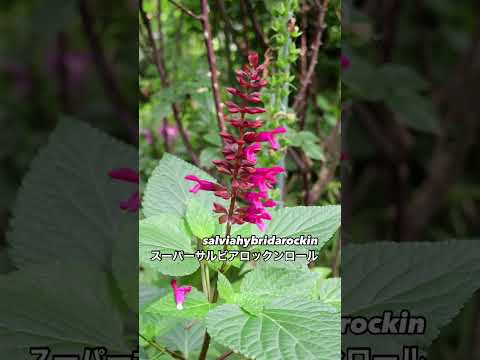 庭のスパイダーワース 植物