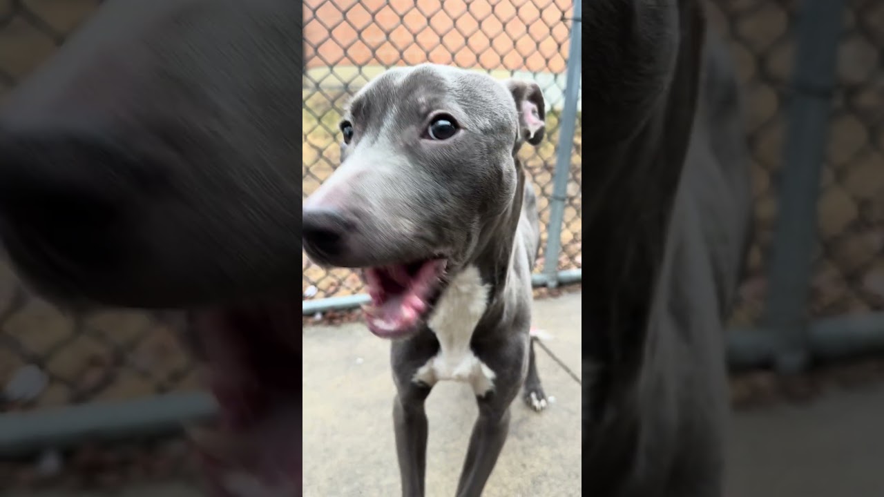 Enlarge Vidal, a ADOPTABLE Pit Bull Terrier in Chicago, IL video 5/5
